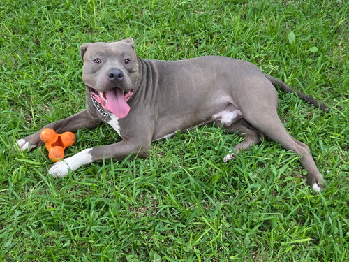 RHETT BUTLER - American Pit Bull Terrier available for adoption
