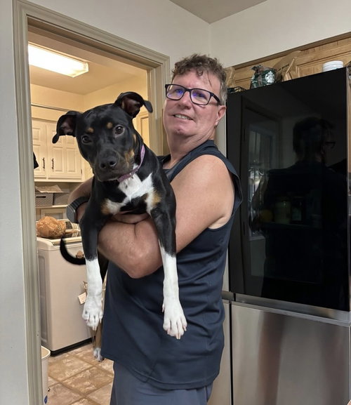 PIXIE - Terrier / Rat Terrier available for adoption