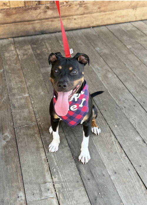 picture of the dog needing adoption