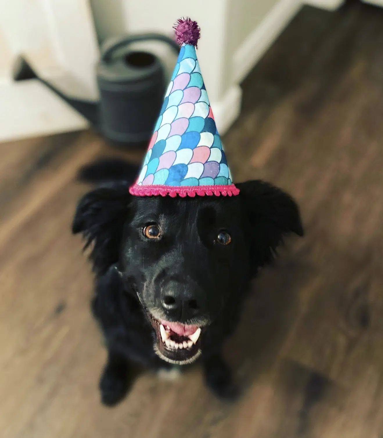 Courtesy Mauer - Collie
