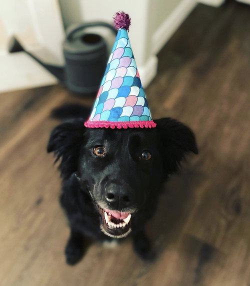 picture of the dog needing adoption
