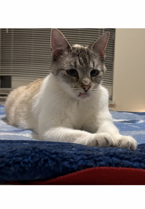picture of the cat needing adoption