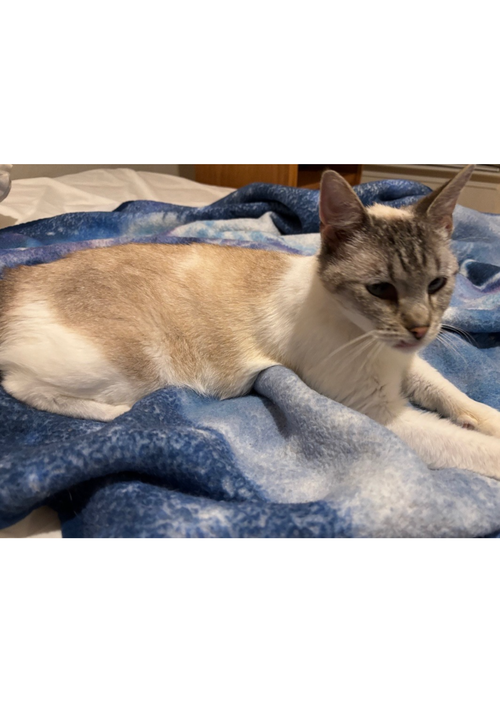 LUNA - COURTESY POST - Siamese / Tabby available for adoption
