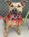 adoptable Dog in  named Maximus