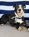 adoptable Dog in  named Sassy