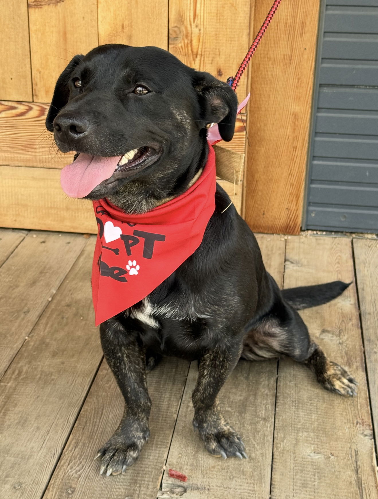 adoptable Dog in Euless, TX named Kage