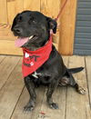 adoptable Dog in  named Kage