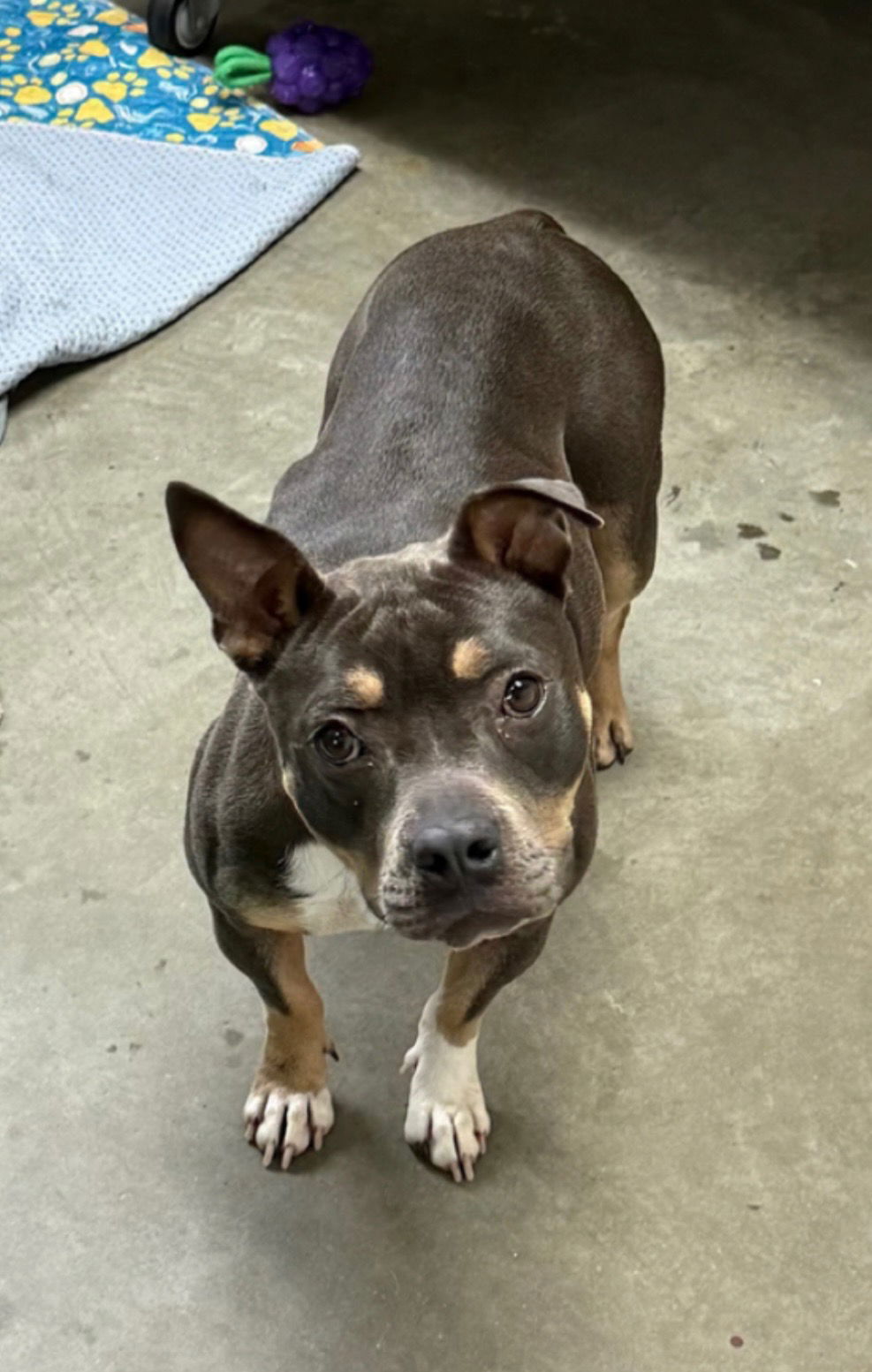 adoptable Dog in Euless, TX named Missy