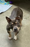 adoptable Dog in  named Missy