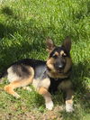 adoptable Dog in  named Kingsley
