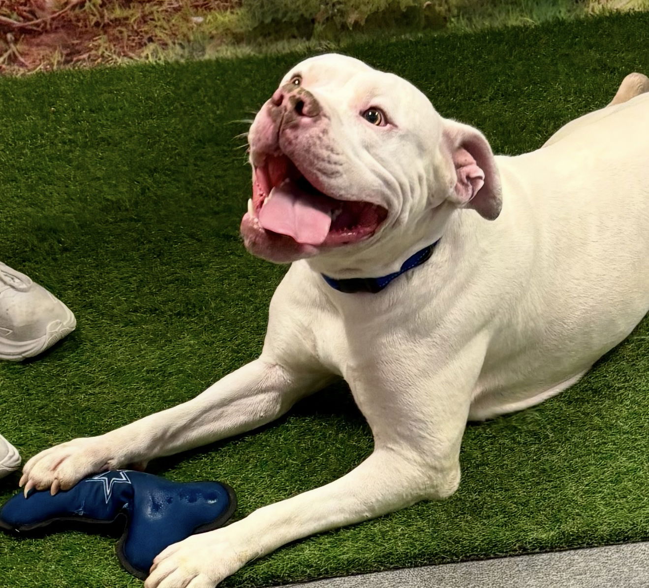 adoptable Dog in Euless, TX named Saxton