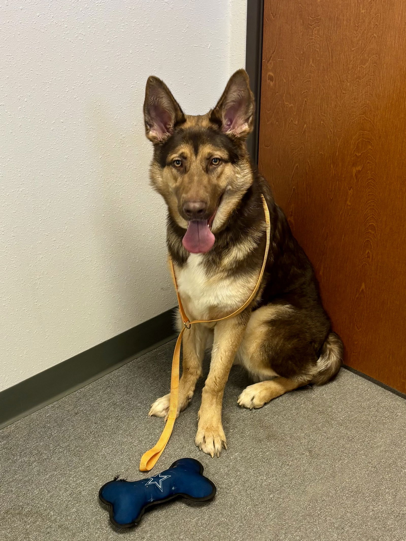 adoptable Dog in Euless, TX named Pandora