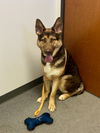 adoptable Dog in  named Pandora