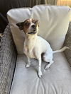 adoptable Dog in  named Nash