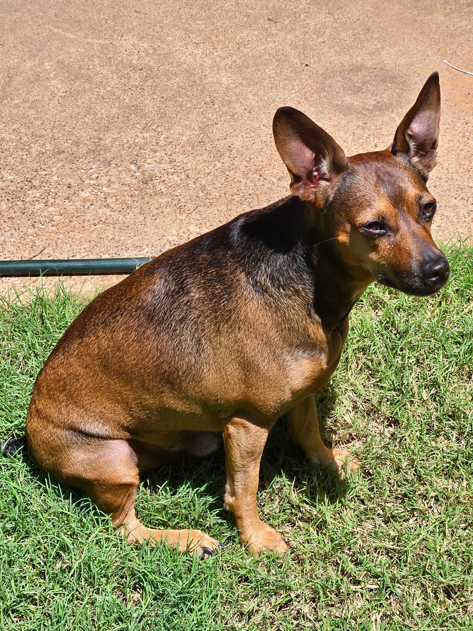 adoptable Dog in Euless, TX named Buster