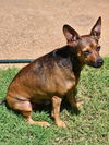 adoptable Dog in  named Buster