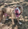 adoptable Dog in  named Remy