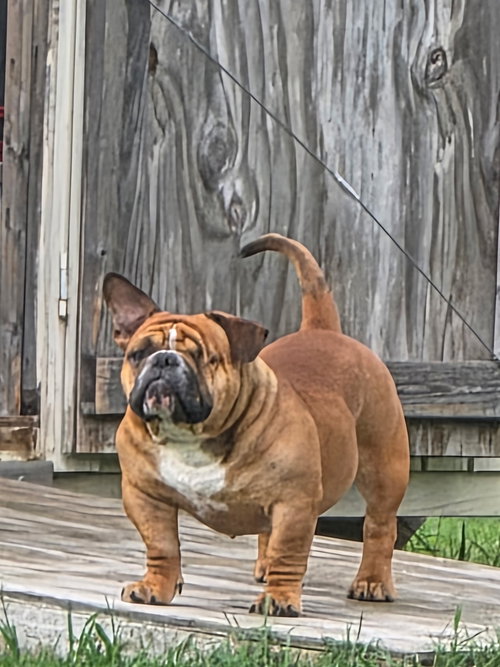 picture of the dog needing adoption