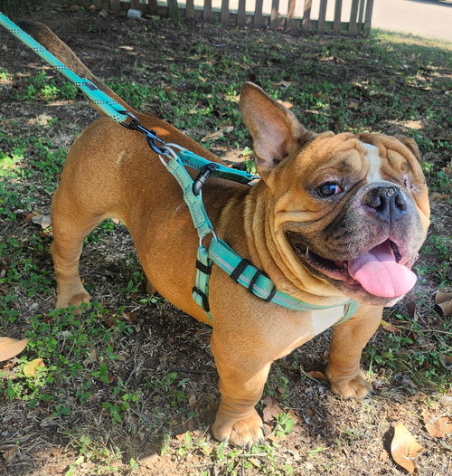 BEAU - English Bulldog available for adoption