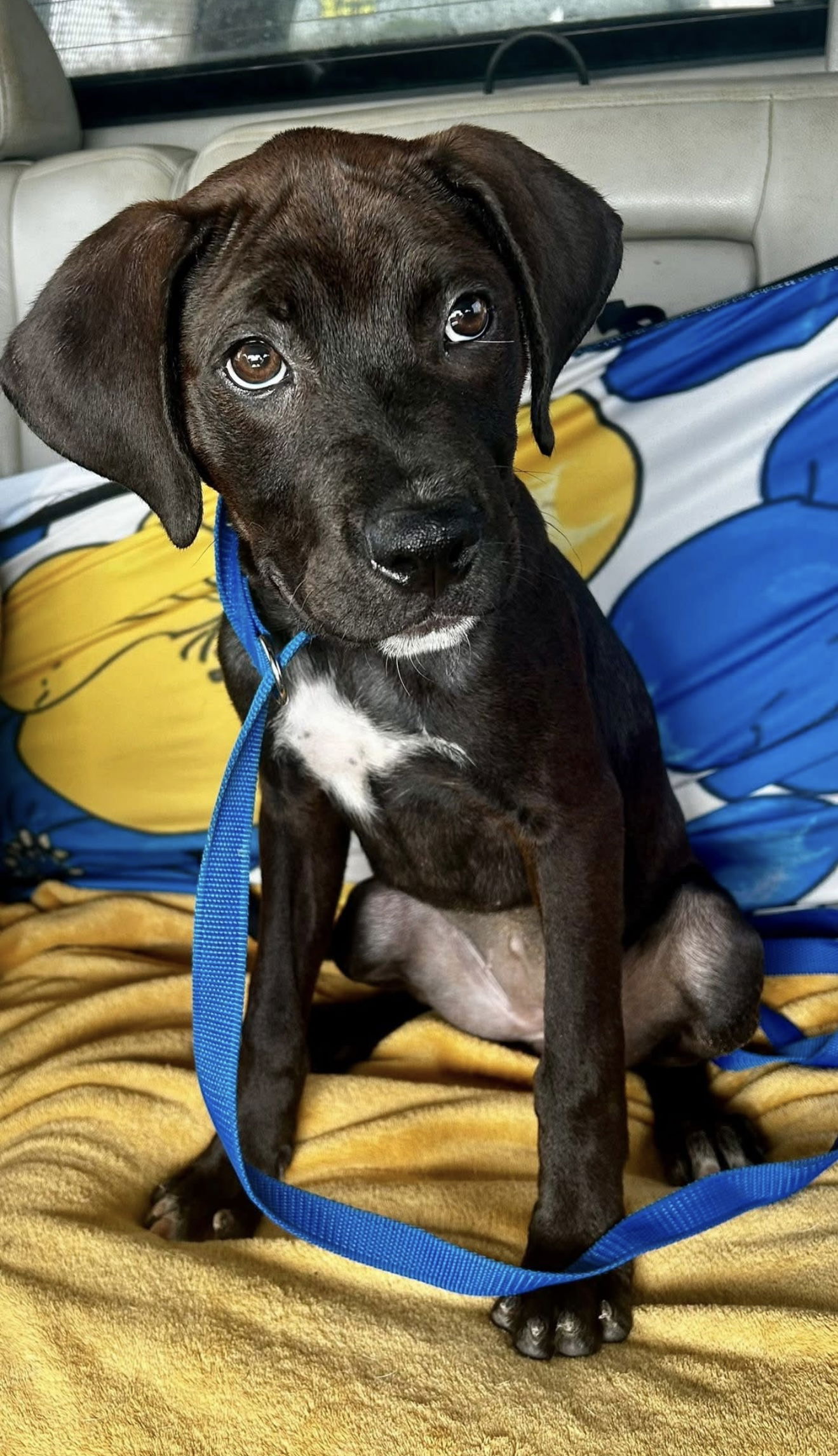 adoptable Dog in Euless, TX named Cocoa