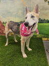 adoptable Dog in  named Rue
