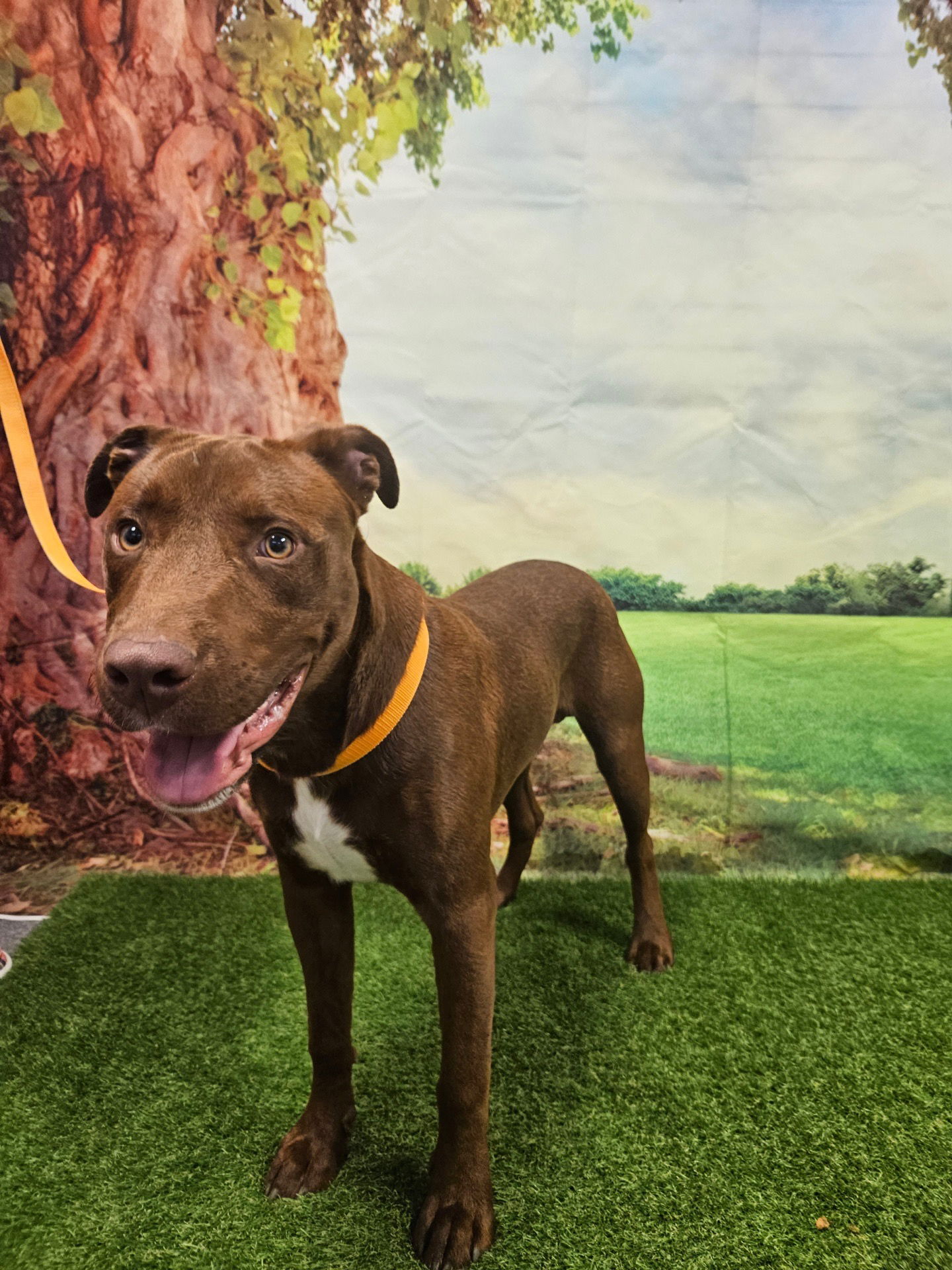 adoptable Dog in Euless, TX named Lyle