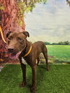 adoptable Dog in  named Lyle