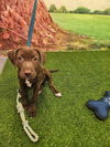 adoptable Dog in  named Maxine