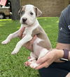 adoptable Dog in  named Savannah