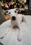 Pippy - Photo 1