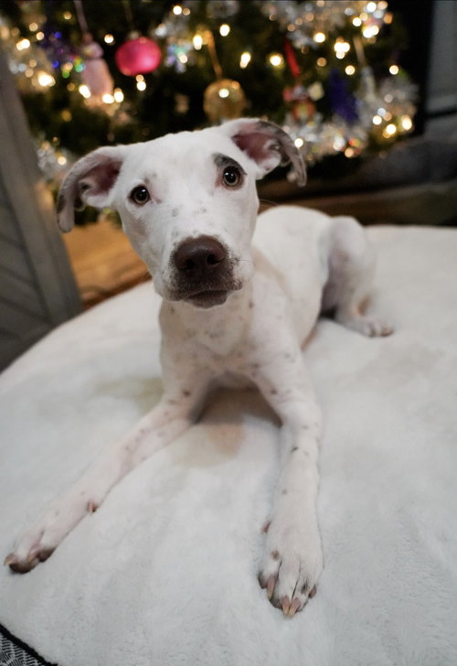 picture of the dog needing adoption