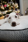 Pippy - Photo 2