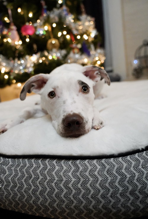 PIPPY - Terrier available for adoption