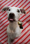 Pippy - Photo 3