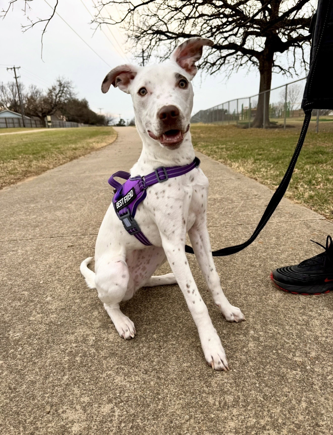 Pippy Image