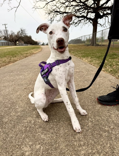 PIPPY - Terrier available for adoption