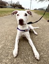 Pippy - Photo 2