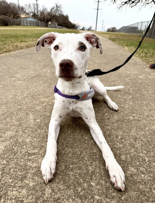 PIPPY - Terrier available for adoption