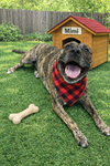 Mimi - Photo 4