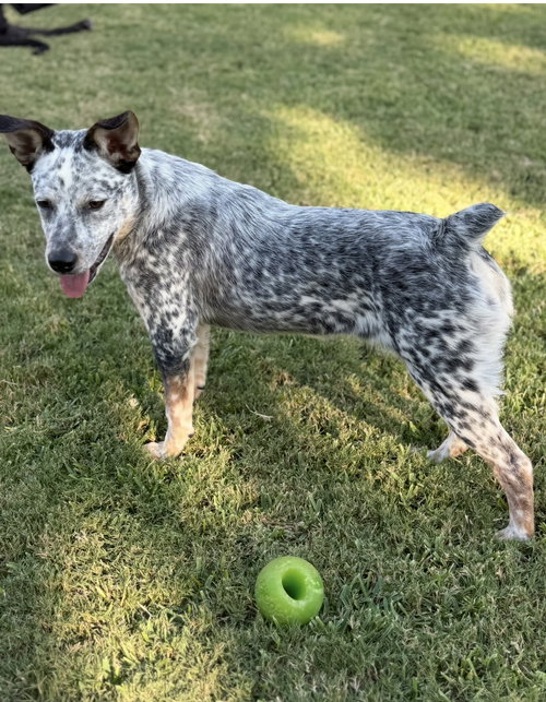 LANEY WILSON - Australian Cattle Dog/Blue Heeler available for adoption