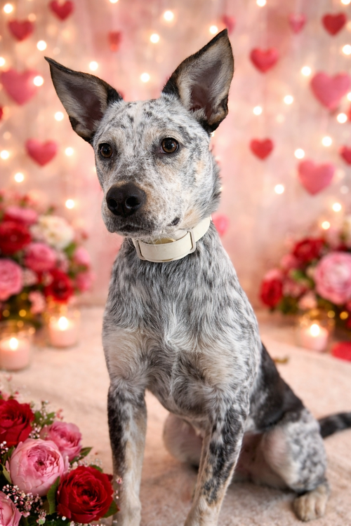 LANEY WILSON - Australian Cattle Dog/Blue Heeler available for adoption