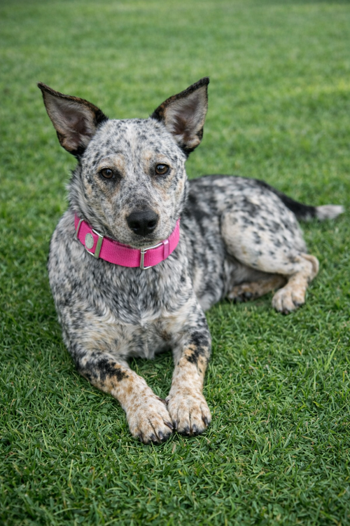 LANEY WILSON - Australian Cattle Dog/Blue Heeler available for adoption