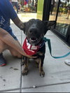 Lola - Photo 2