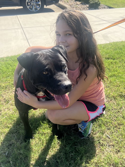 RAIDER - Terrier / Labrador Retriever available for adoption