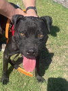 Raider - Photo 2