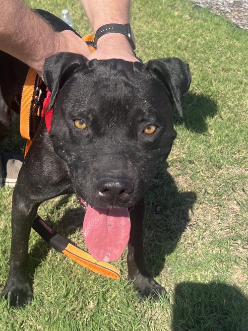 RAIDER - Terrier / Labrador Retriever available for adoption