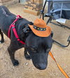 Raider - Photo 3