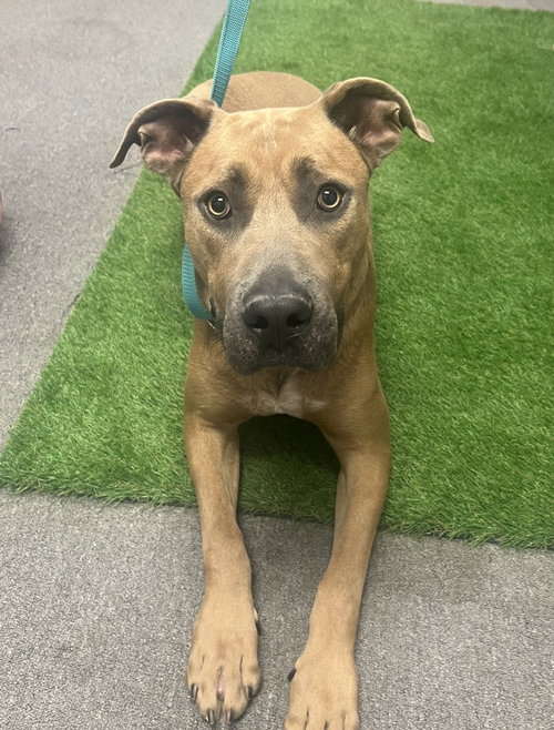 GEORGE - Rhodesian Ridgeback / Black Mouth Cur available for adoption