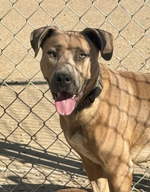 GEORGE - Rhodesian Ridgeback / Black Mouth Cur available for adoption