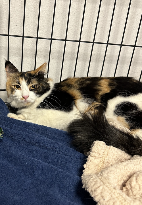 picture of the cat needing adoption